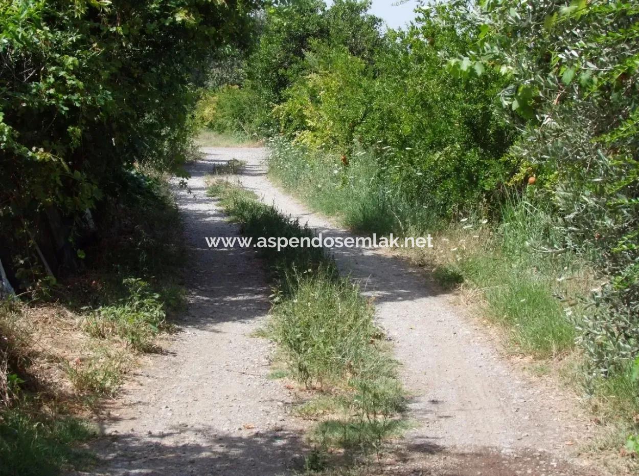 Land-Handlung Zum Verkauf Zum Verkauf In Oriya Yerbele 750M20