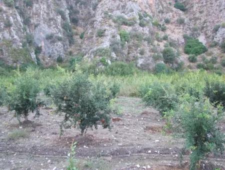 Grundstück Zum Verkauf Granatapfel Garten Zum Verkauf In Oriya Mergenli Mergenli