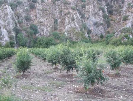 Grundstück Zum Verkauf Granatapfel Garten Zum Verkauf In Oriya Mergenli Mergenli