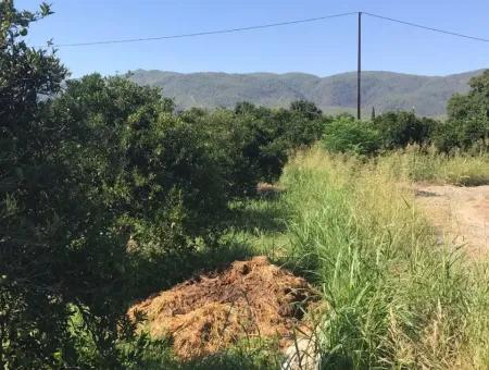 Garten Grundstück Mit Garten Zum Verkauf In Köyceğiz Zum Verkauf In Dogusbelen Dogusbelen Narenc