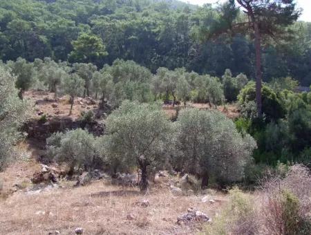 Mit Meerblick Zum Verkauf In Ekincik 5,391M2 Grundstück Zum Verkauf