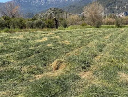 3700M2 Grundstück Zu Verkaufen In Dalyan