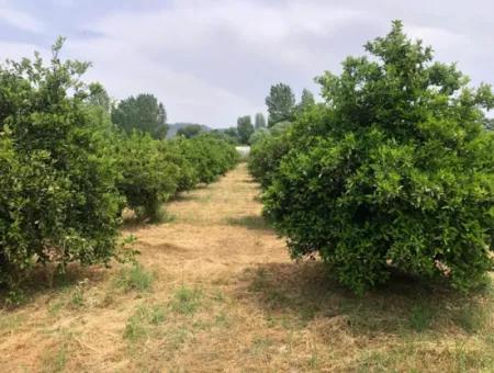 Grundstück Zu Verkaufen In Sourliyurtda 1085M2