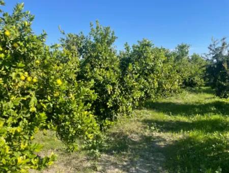 10.000M2 Zitronengarten Zum Verkauf In Karadons