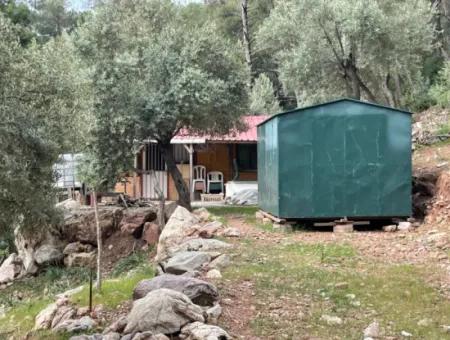 Olivenhaus Mit Meerblick In Ekincik Steht Zum Verkauf