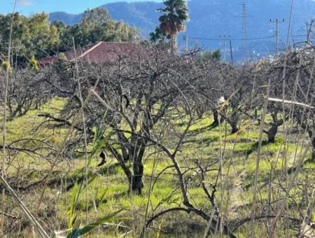 Dalyan Iztuzu Road Zero 5216M2 Feldgrundstück Zum Verkauf