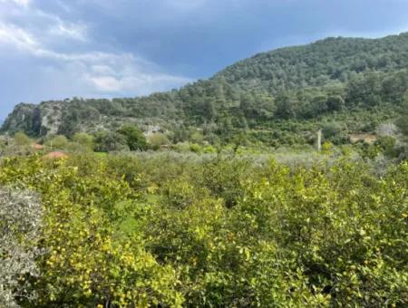 5000M2 Feld Zum Verkauf Am Anfang Der Straße In Çandır