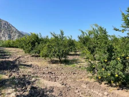 10.000 M2 Granatapfelgarten Zum Verkauf In Dalyan Arıkbaşı Und Gerendüzün