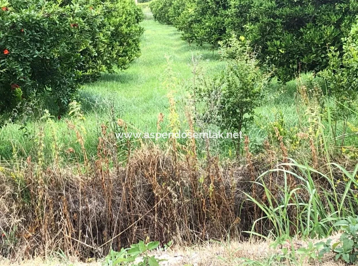 722M2 Plot For Sale In Dalyan Gülpınar For Sale