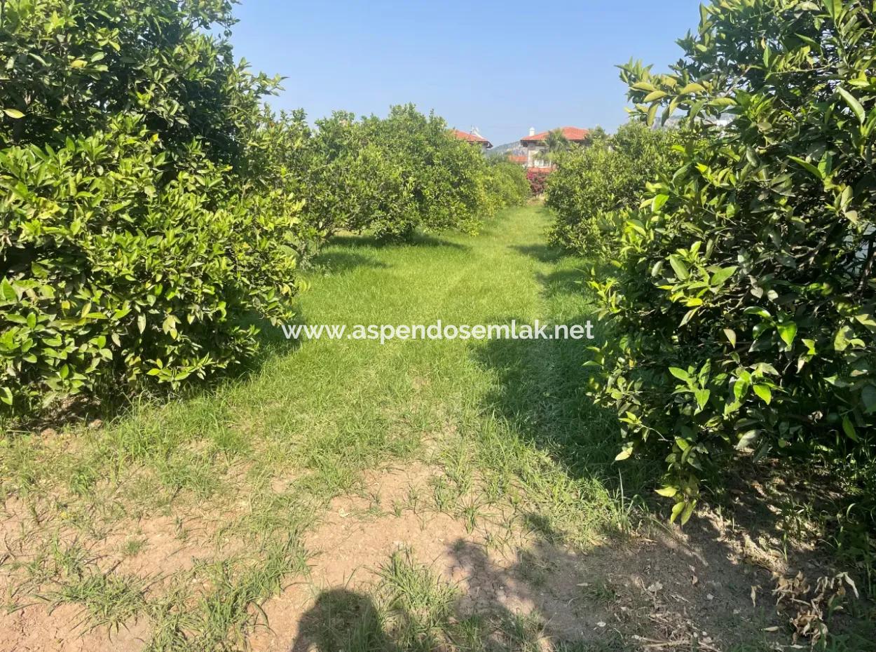 Land For Sale In Gulpinar, Dalyan 722M2