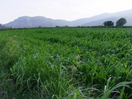 Farm For Sale Near The Centre Of Dalyan,14, 612M2 Farm For Sale