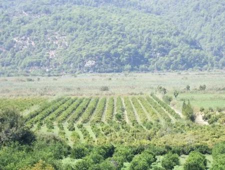 For Sale Farm For Sale In Dalyan 73410M2