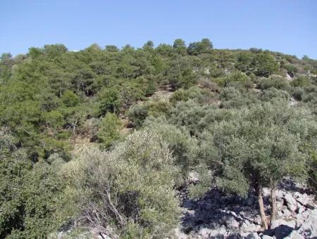 Çandır 5367M2 Farm Land For Sale Sea Views