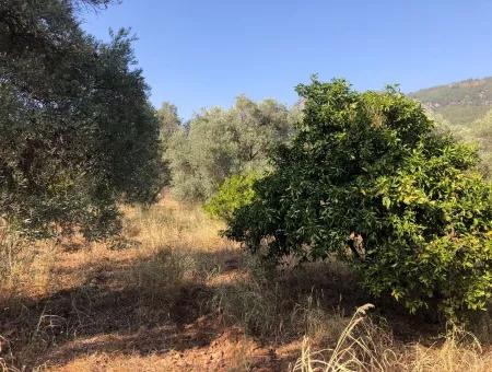 Land Field For Sale In Köyceğinz Yangi 9406M2 Land For Sale