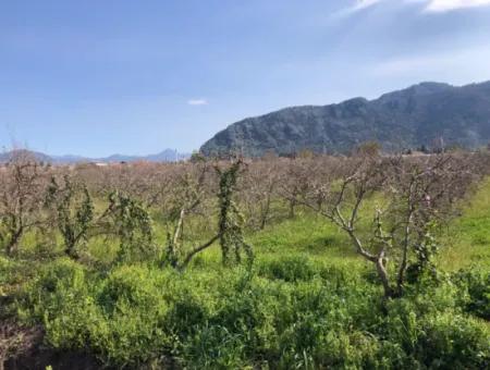 5500M2 Land For Sale In Dalyan