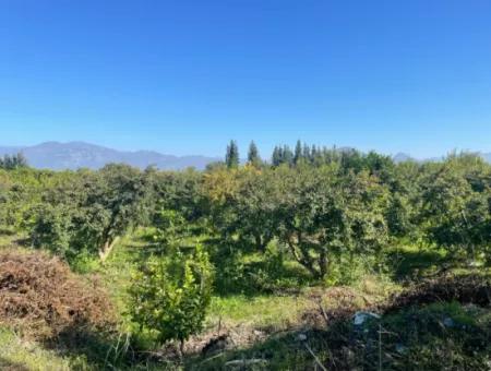 2223M2 Fields For Sale In Dalyan