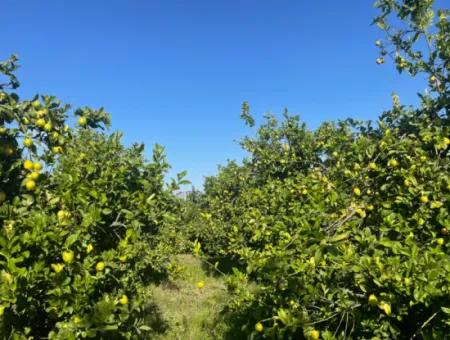 10,000M2 Lemon Garden For Sale In Karadons