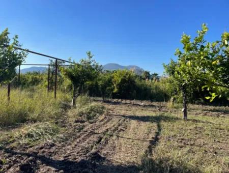 Land For Sale In Dalyan Close To The Center Of 6600M2