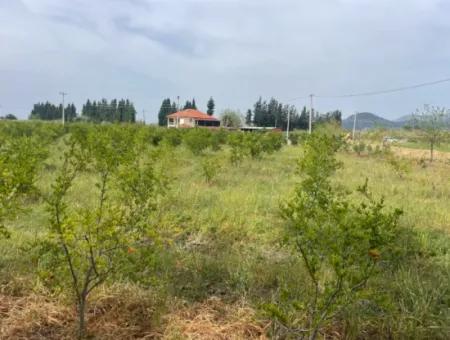 Field For Sale 6500M2 In Dalyan