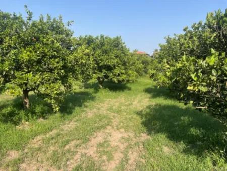 Land For Sale In Gulpinar, Dalyan 722M2