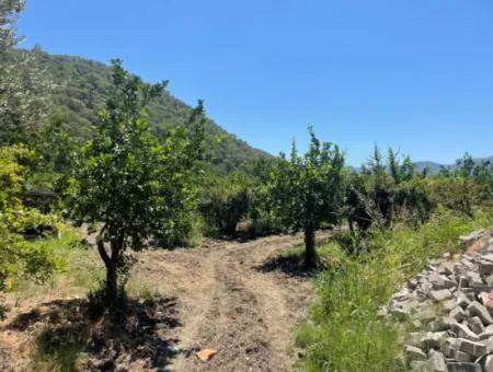 Road-New 6820M2 Pomegranate And Lemon Orchard Is For Sale In Tepearası