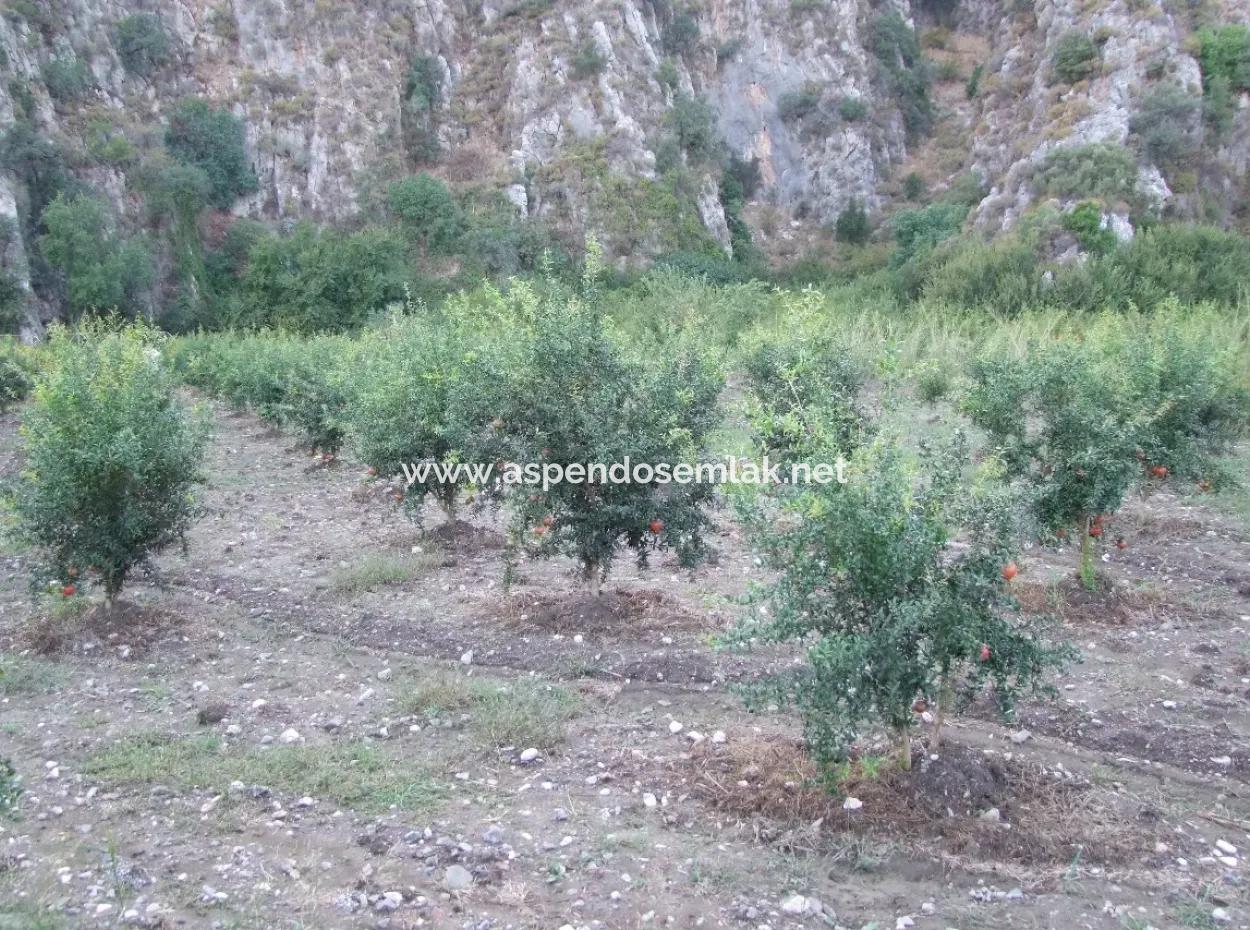 Mergenlide Satılık Nar Bahçe Ortaca Mergenlide Satılık Arsa