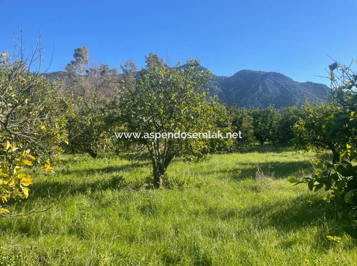 Dalyan Satılık Arsa 5227M2 Satılık Arsa