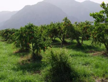 Dalyan İztuzu Satılık Bahçe Dalyan Göle Sıfır Satılık Arsa