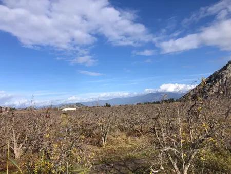 Dalyan Satılık Arazi İztuzu Yollu Üzerinde 24,000M2 Satılık Nar Bahçesi