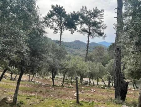 Ekincikde Deniz Manzaralı Zeytin Evi Satılıktır